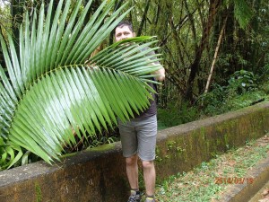 El Yunke big leaf